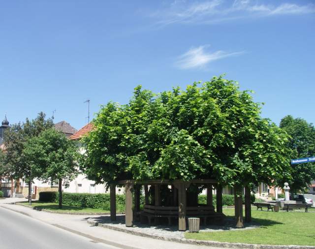 Dorflinde Lettenreuth, Weidhausener Straße